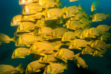 Panamic Porkfish.