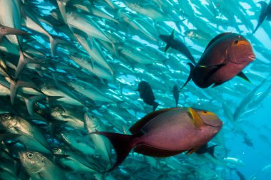 Surgeonfish