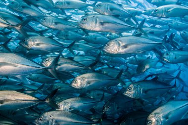 trevally Okulu