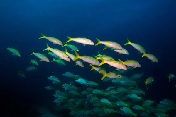 うなり声、cortez の海から鯛の学校 — ストック写真