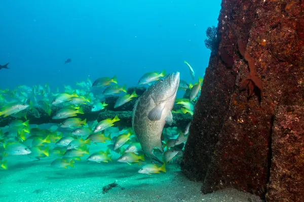 Groupers från havet av cortez — Stockfoto