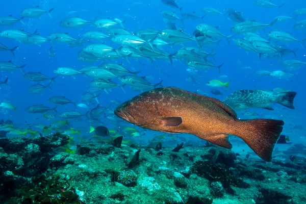 Groupers från havet av cortez — Stockfoto