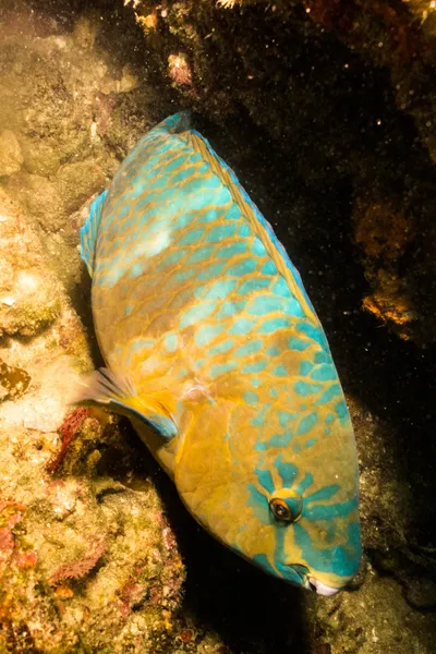 Parrotfish — Stock Photo, Image