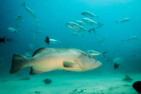 科尔特斯海石斑鱼 — 图库照片