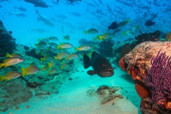 Reefs from the Sea of Cortez — Stock Photo, Image