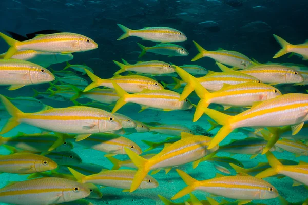 Κίτρινο goatfish από υφάλους — Φωτογραφία Αρχείου