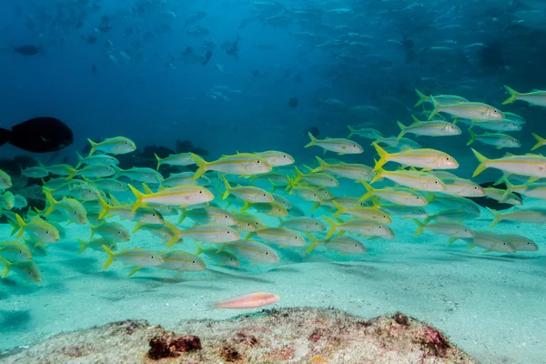 Yellow goatfish from reefs — Stock Photo, Image