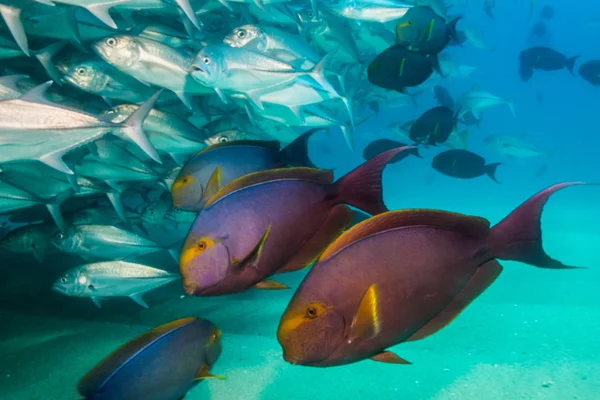 Pesce chirurgo — Foto Stock