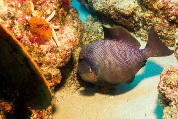 Surgeonfish — стокове фото