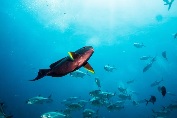 Surgeonfish — 스톡 사진