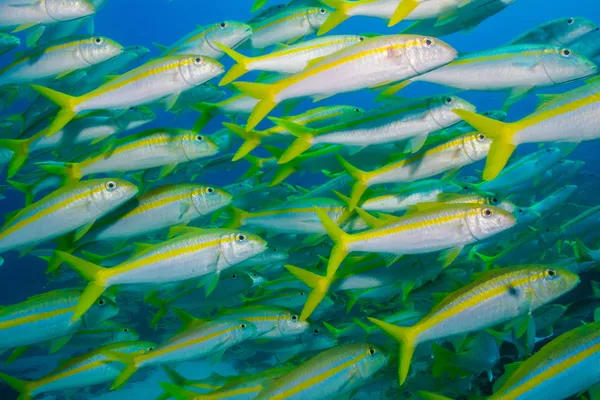 Κίτρινο goatfish — Φωτογραφία Αρχείου