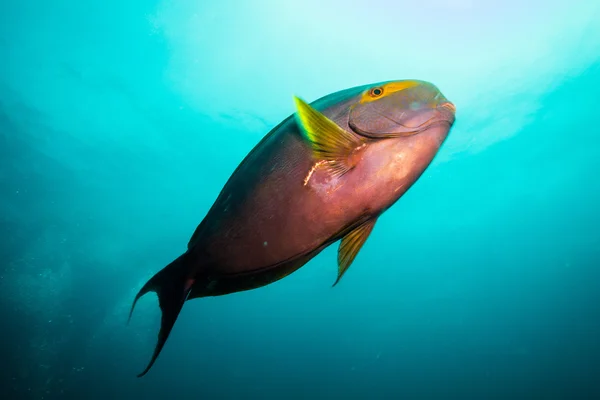 Parrotfish — Φωτογραφία Αρχείου