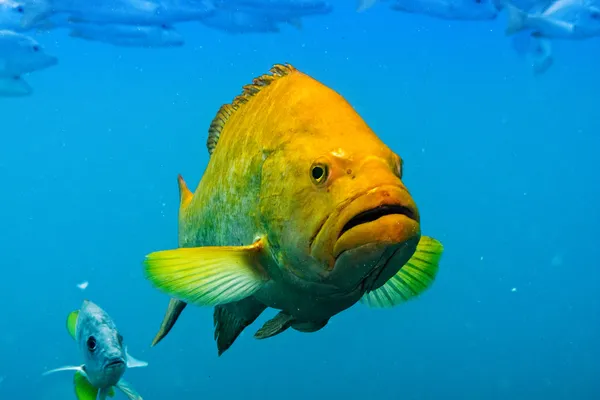 Groupers do mar de cortez — Fotografia de Stock