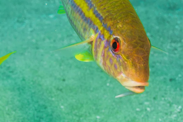 Жовтий goatfish — стокове фото