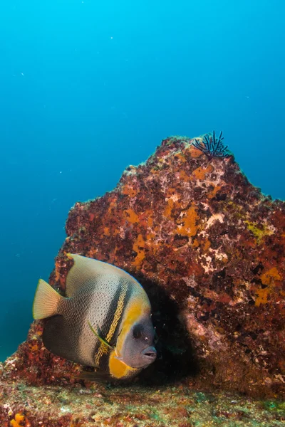 神仙鱼从加勒比海珊瑚礁. — 图库照片