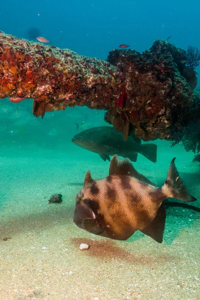 Peixe-porco — Fotografia de Stock