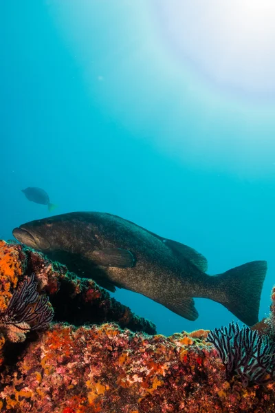 Groupers do mar de cortez — Fotografia de Stock