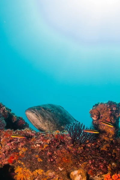 Des mérous de la mer de Cortez — Photo
