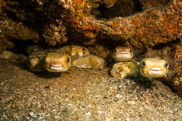 Porcupinefish — стокове фото