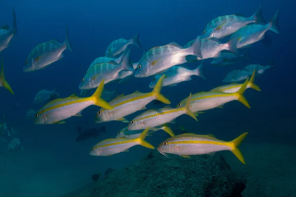 Pesce capra giallo — Foto Stock