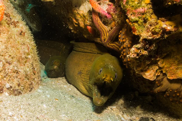 Moray anguila —  Fotos de Stock