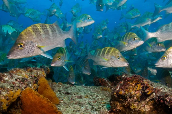 Escolas de grunhidos e snapper do Mar de Cortez — Fotografia de Stock