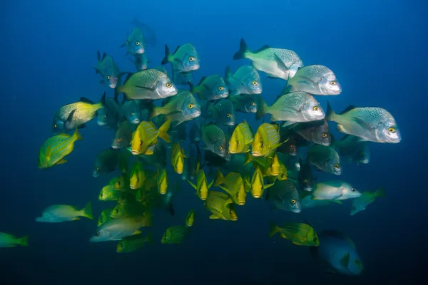 Σχολεία της γρυλίσματα και snapper από τη θάλασσα του Κορτέζ — Φωτογραφία Αρχείου