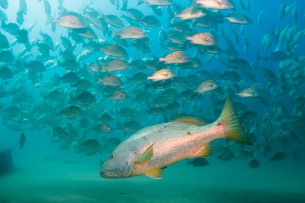 School of grunts and snapper — Stock Photo, Image