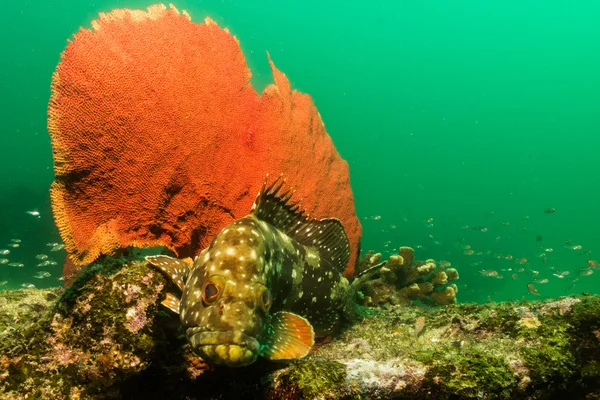 Groupers från havet av cortez — Stockfoto