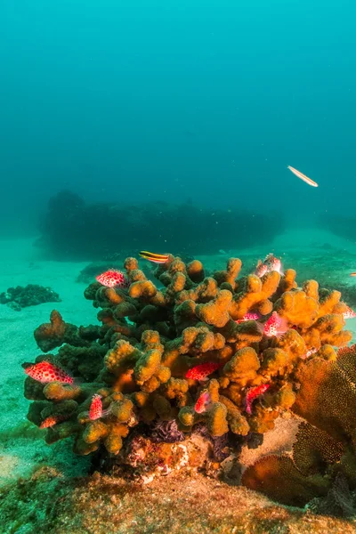 Scogliere dal mare di Cortez — Foto Stock