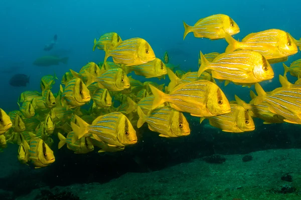 Panamic Porkfish. — Stockfoto