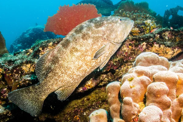 Groupers do mar de cortez — Fotografia de Stock