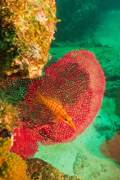 Cortez の海から岩礁 — ストック写真