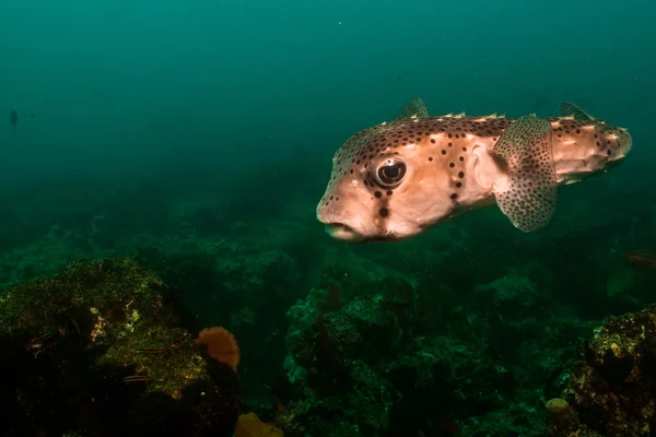 Porcupinefish — 图库照片