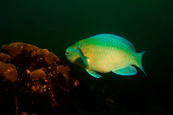 Parrotfish — Stock Photo, Image