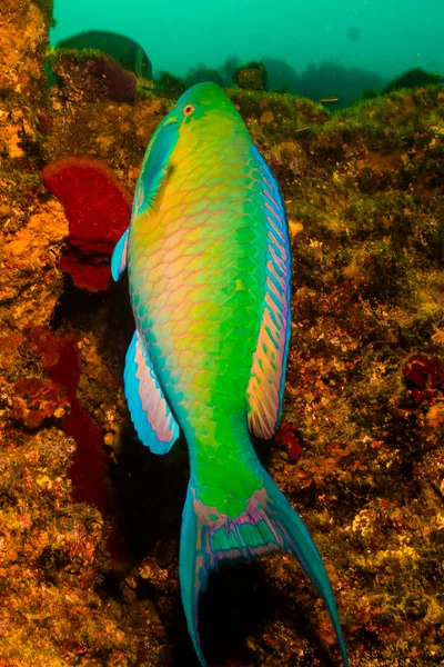 Peixe-papagaio — Fotografia de Stock