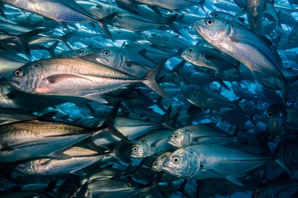 Trevally school — Stock Photo, Image