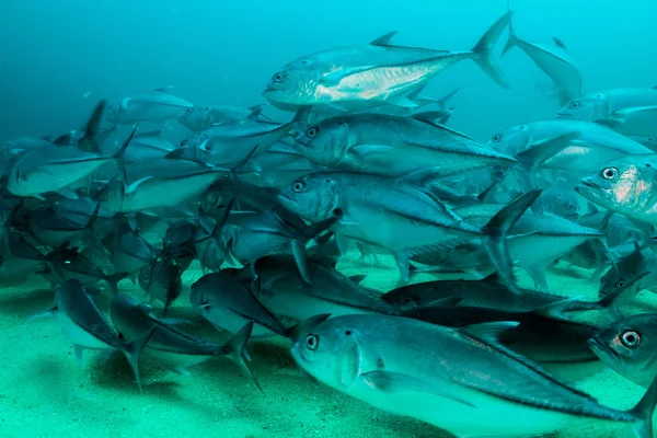 Trevally school — Stock Photo, Image