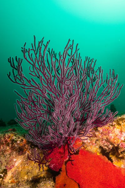 Arrecifes del Mar de Cortés — Foto de Stock