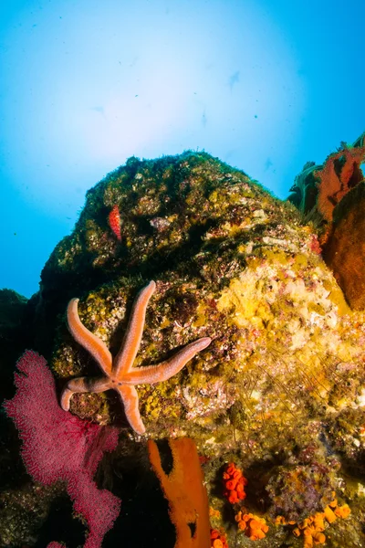 Scogliere dal mare di Cortez — Foto Stock