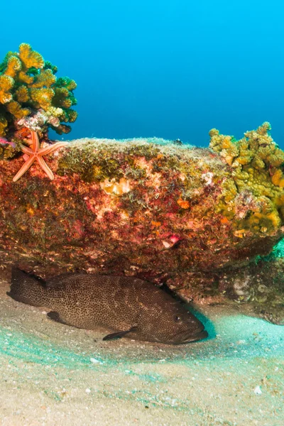 Groupers från havet av cortez — Stockfoto