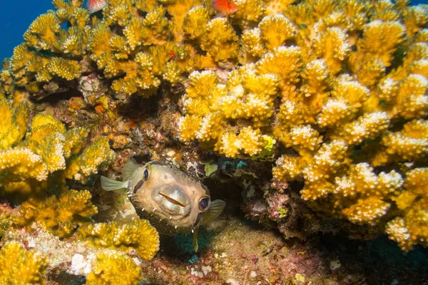 Pesce porcospino — Foto Stock