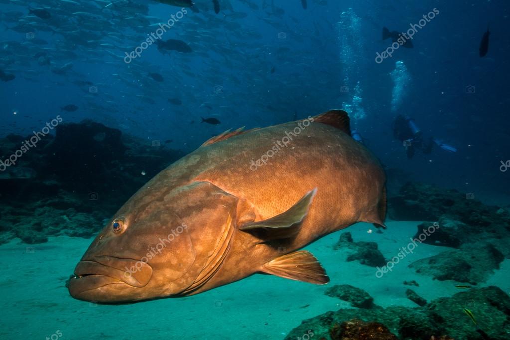 Groupers from the sea of cortez Stock Photo by ©photonatura 45161595