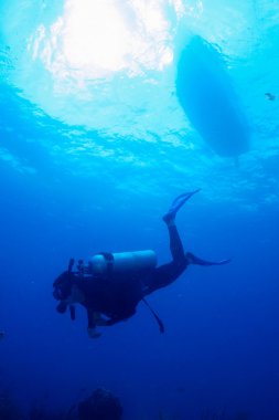 dalgıçlar Karayip Denizi