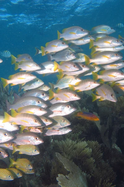 Grunhidos, recifes de coral pargo . — Fotografia de Stock