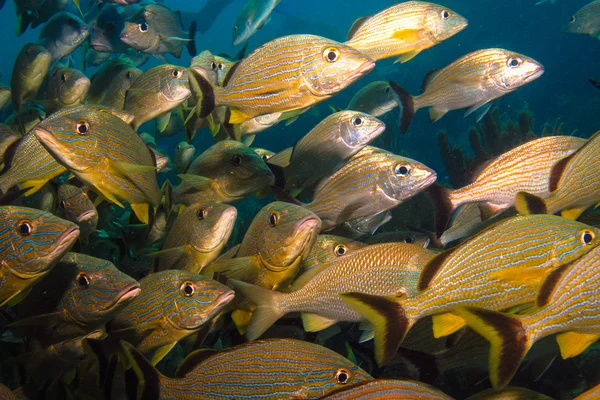 Grunts, snapper coral recif . — Fotografie, imagine de stoc