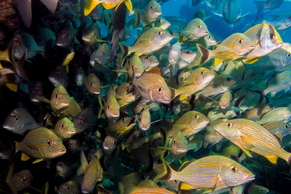 Grugniti, barriera corallina dentice . — Foto Stock