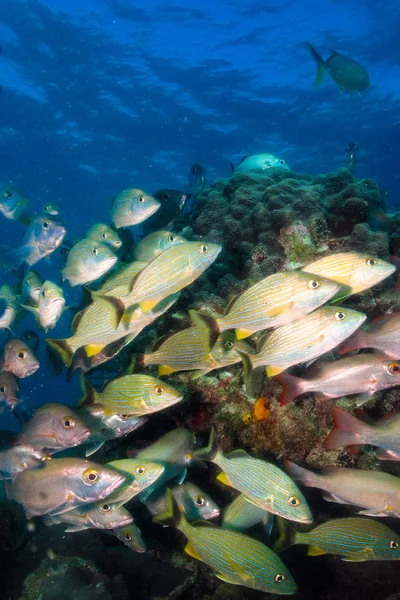 Chrochtání, kanic korálový útes. — Stock fotografie