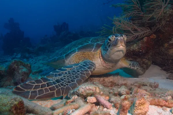 Grüne Schildkröte — Stockfoto