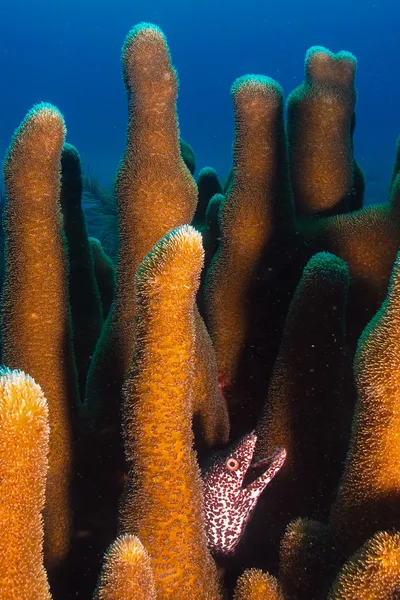 Orlik moray węgorzy — Zdjęcie stockowe